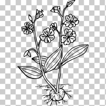 SVG Western spring beauty SVG Western spring beauty