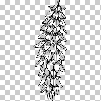 SVG Western white pine SVG Western white pine