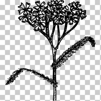 SVG Western yarrow SVG Western yarrow