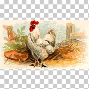 SVG White chicken color illustration SVG White chicken color illustration