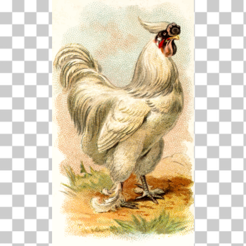 SVG White chicken vector image SVG White chicken vector image