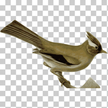 SVG White-collared yuhina SVG White-collared yuhina