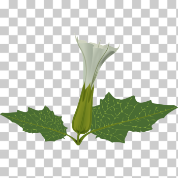 SVG White flower SVG White flower