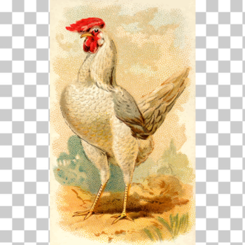 SVG White Leghorn Hen SVG White Leghorn Hen