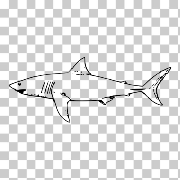 SVG white shark