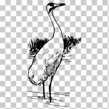 SVG Whooping crane outline vector SVG Whooping crane outline vector