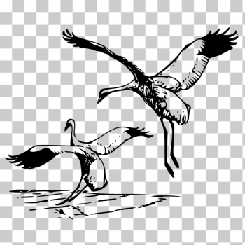 SVG Whooping Crane vector SVG Whooping Crane vector