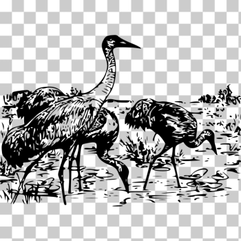 SVG Whooping cranes vector image SVG Whooping cranes vector image