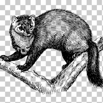 SVG Wild animal SVG Wild animal