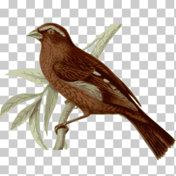 SVG Wild bird on a branch SVG Wild bird on a branch