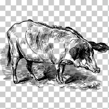 SVG Wild hog SVG Wild hog