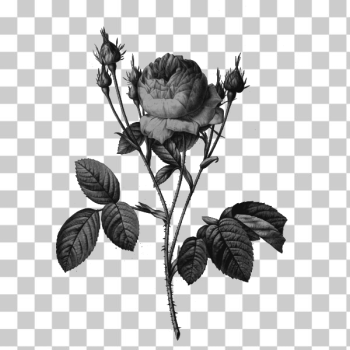 SVG Wild rose buds SVG Wild rose buds
