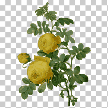 SVG Wild rose in yellow color SVG Wild rose in yellow color