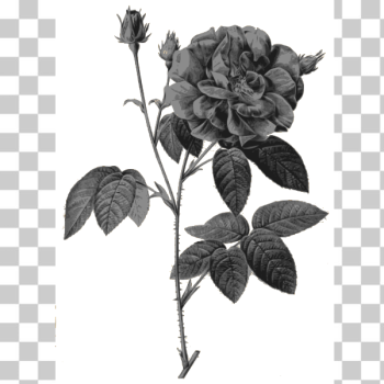 SVG Wild roses in gray color SVG Wild roses in gray color