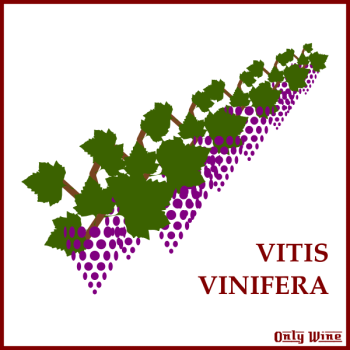 SVG Wine promotion logo SVG Wine promotion logo
