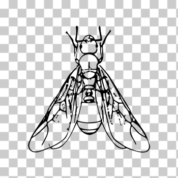 SVG Winged ant SVG Winged ant
