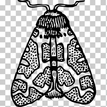 SVG Winged moth SVG Winged moth