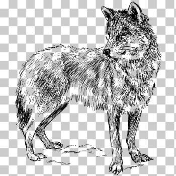 SVG Wolf drawing SVG Wolf drawing