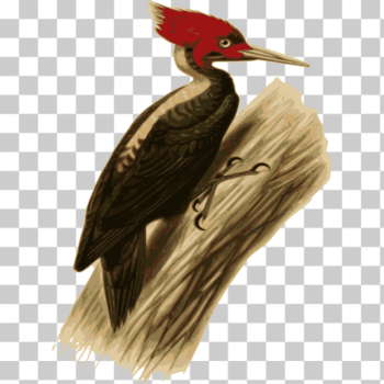 SVG Woodpecker-1576316979 SVG Woodpecker-1576316979