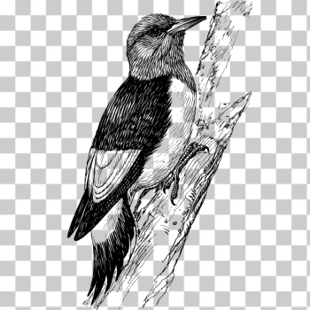 SVG Woodpecker 3 SVG Woodpecker 3