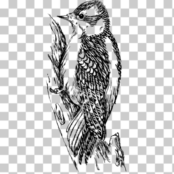 SVG Woodpecker 4 SVG Woodpecker 4