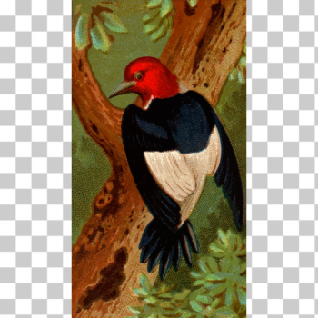 SVG Woodpecker illustration SVG Woodpecker illustration