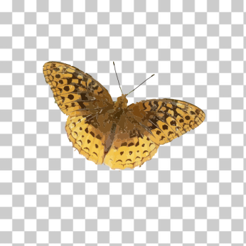 SVG Yellow butterfly SVG Yellow butterfly