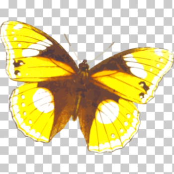 SVG Yellowish butterfly SVG Yellowish butterfly