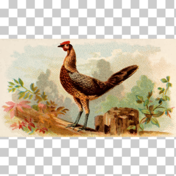 SVG Young hen SVG Young hen