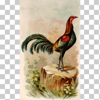 SVG Young rooster SVG Young rooster