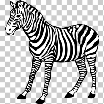 SVG zebra SVG zebra