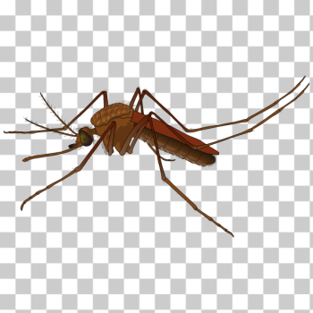 SVG Zika virus symbol SVG Zika virus symbol