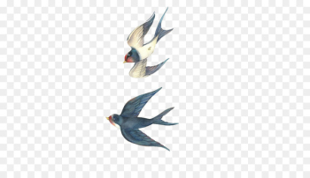 Swallow Bird Drawing Cartoon - Swallows fly Stock Image Swallow Bird Drawing Cartoon - Swallows fly Stock Image
