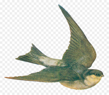 Swallow Bird Drawing Clip art - flying bird Swallow Bird Drawing Clip art - flying bird