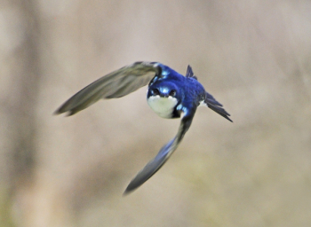 Swallow in Flight.jpg Swallow in Flight.jpg