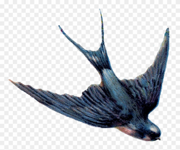 Swallow Png Png 782 678 A Animals My Bird House Diving - Swallow Png Swallow Png Png 782 678 A Animals My Bird House Diving - Swallow Png