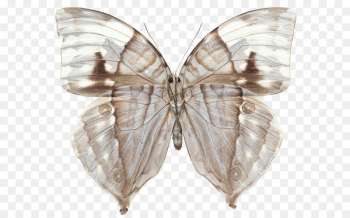 Swallowtail butterfly Greta oto Insect - Transparent butterfly 