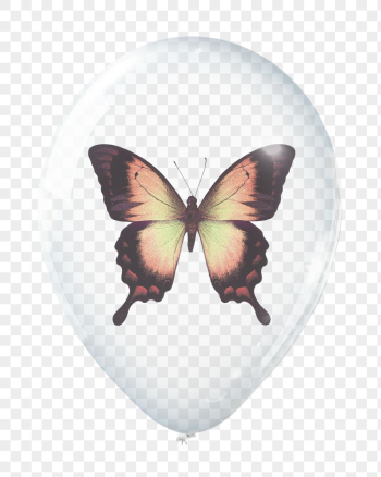Swallowtail butterfly png sticker, animal | Free PNG - rawpixel Swallowtail butterfly png sticker, animal | Free PNG - rawpixel