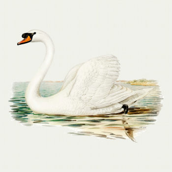 Swan bird vector vintage drawing Swan bird vector vintage drawing