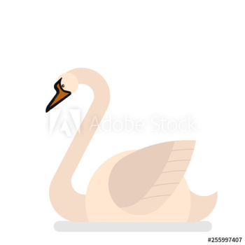 Swan bird with white feather Swan bird with white feather