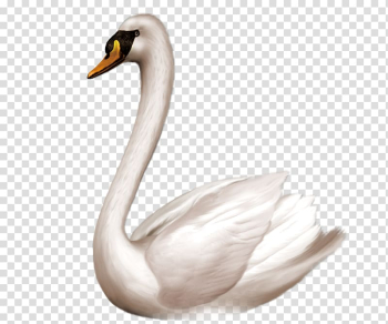 Swan goose Bird Domestic goose , White swan transparent background PNG clipart Swan goose Bird Domestic goose , White swan transparent background PNG clipart