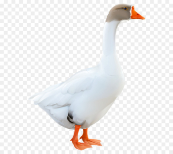 Swan goose Duck Clip art Cygnini - cartoon goose Swan goose Duck Clip art Cygnini - cartoon goose