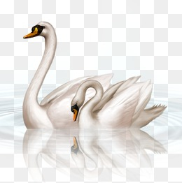 Swan PNG Images | Vectors and PSD Files | Free Download on Pngtree