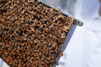 Swarm of Bees Swarm of Bees