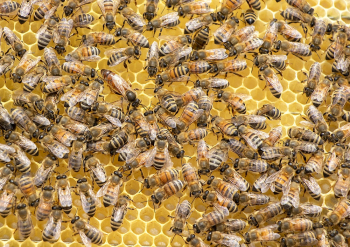 Swarm of Bees Swarm of Bees