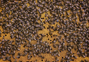 Swarm Of Honey Bees Swarm Of Honey Bees