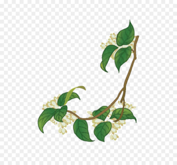 Sweet osmanthus Image Vector graphics Portable Network Graphics Pixel - alloro ornament 