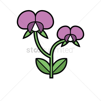 Sweet pea Sweet pea