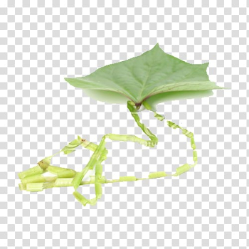 Sweet potato Potato leaf Designer, Sweet Potato Leaf Necklace transparent background PNG clipart