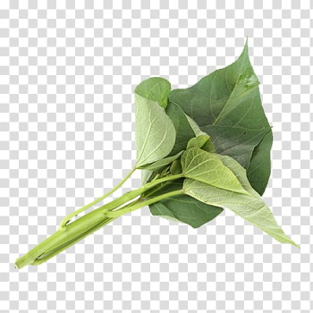 Sweet potato Potato leaf Plant, A strain of sweet potato leaves transparent background PNG clipart